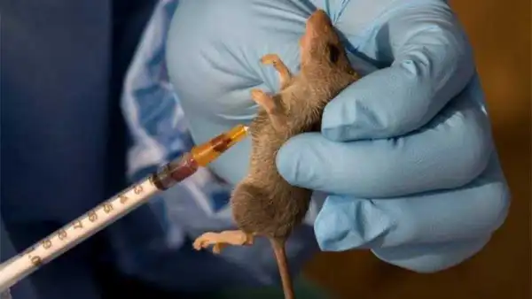 Lassa fever: Only 13 persons still under observation, says Delta